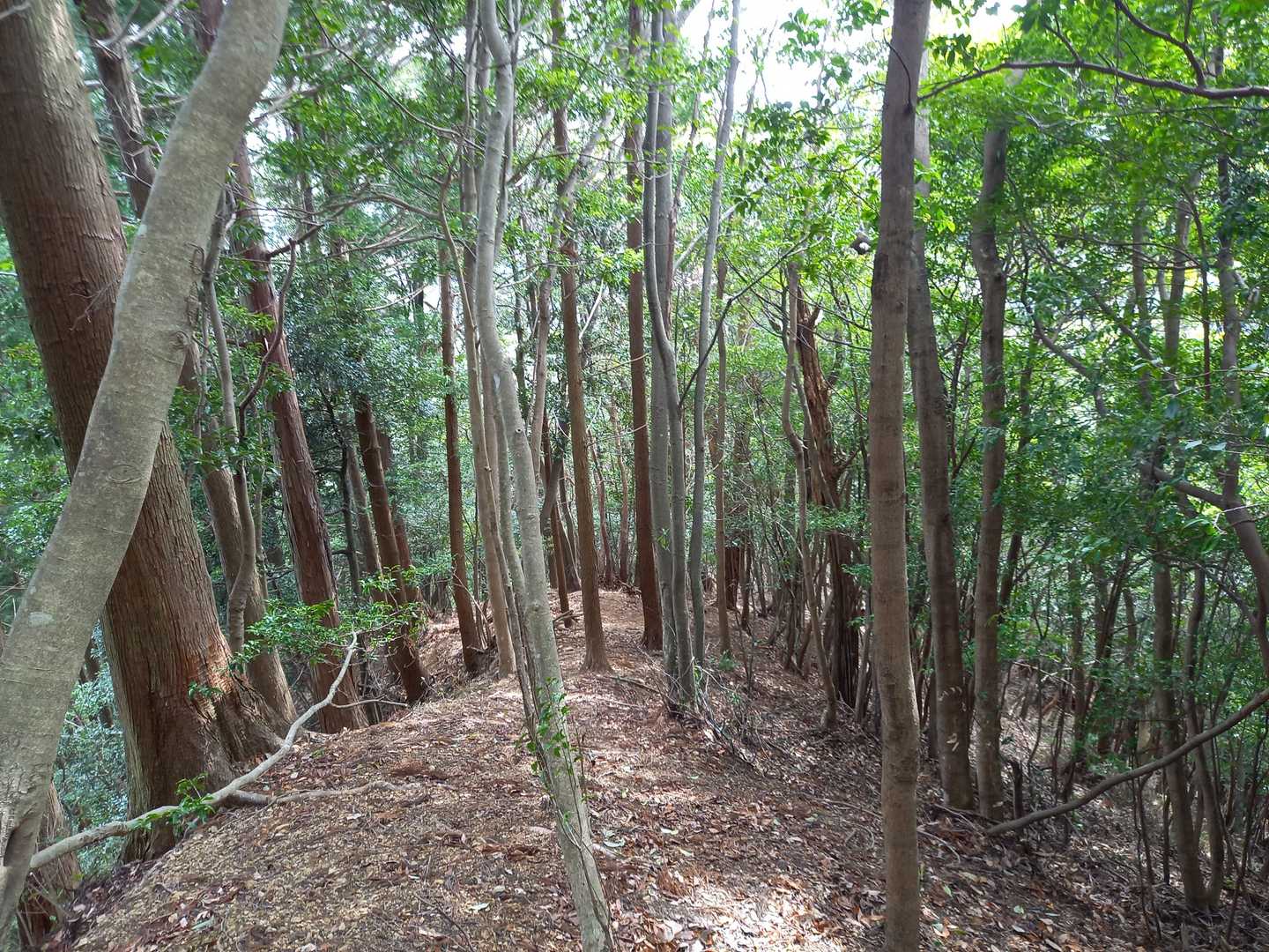 下山は逆方向の尾根伝いに､ちょっと冒険してみました😄