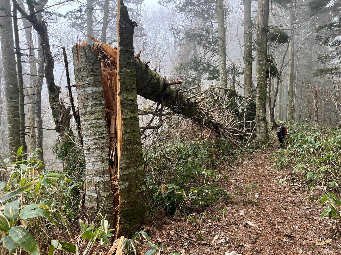 ポッキリ🌲