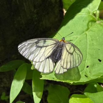 ウシバシロチョウはたくさん飛んでた