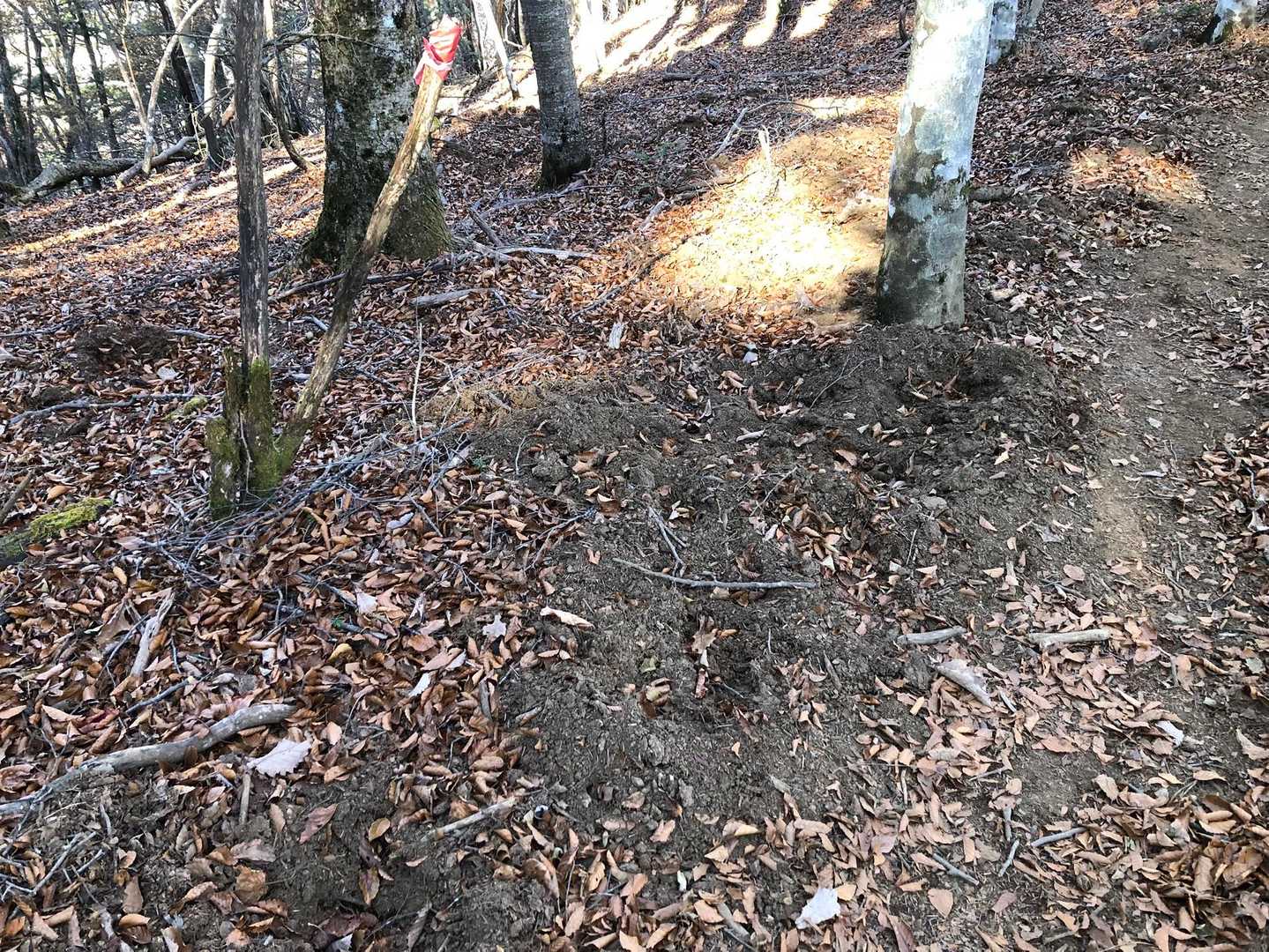 この掘り起こしはイノシシ🐗？