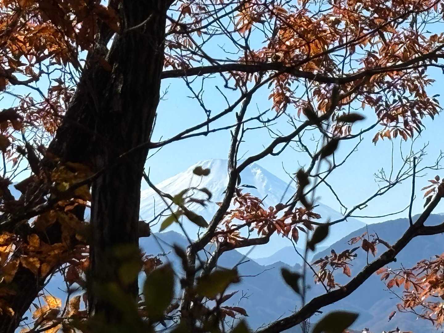 富士山は木々の間からちらっと…探さないと見えないんです
足元注意⚠️👀しながらなので、そんなに眺めてはいられない‼︎