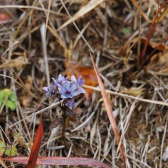 唯一見かけた花！Google先生に聞いたらムラサキセンブリって教えてくれたけど、そうなん!?