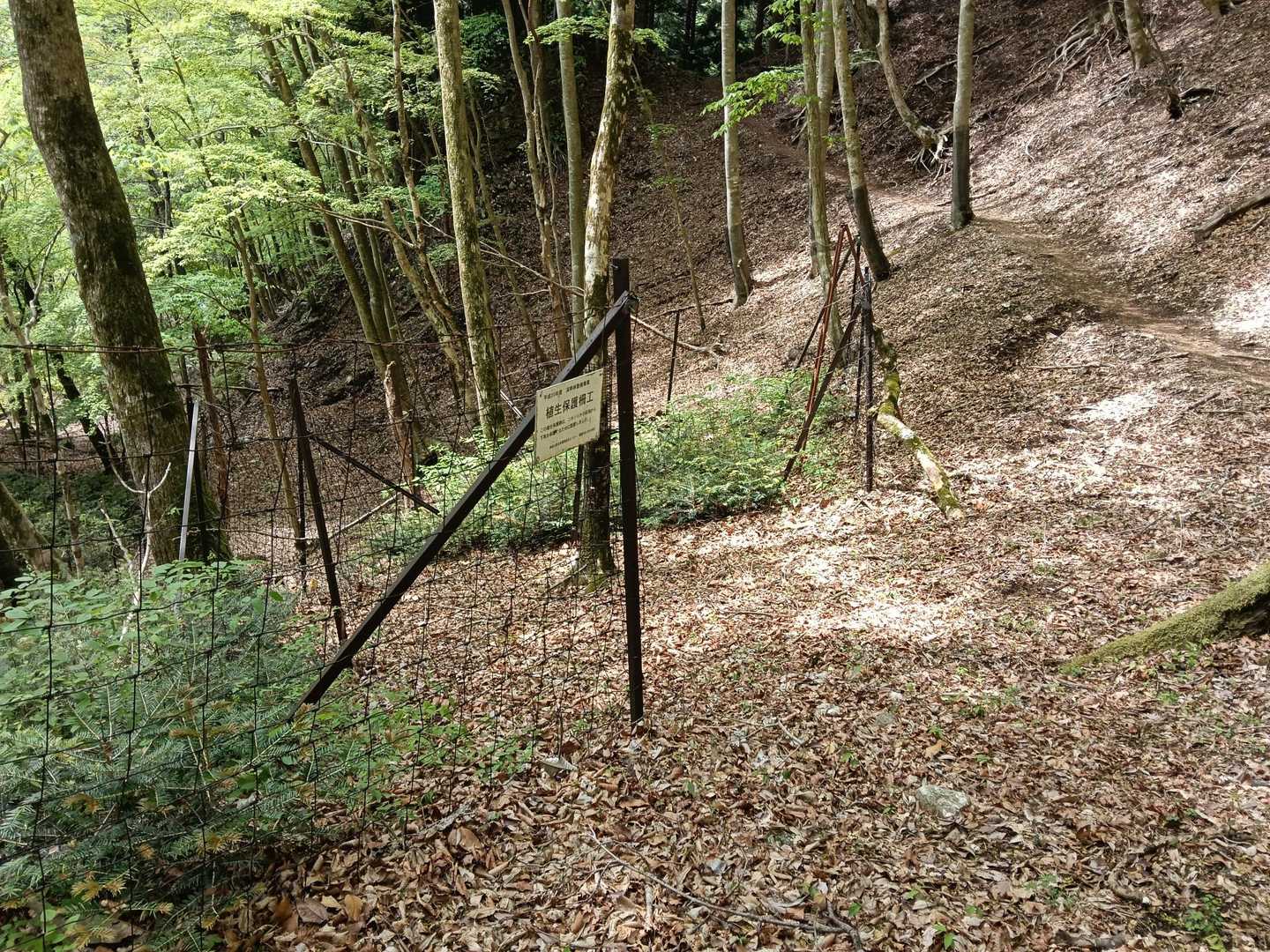 このあたりでよく見かけるシカの食害を避けるための柵ですが、その内と外でこれだけ植生が違うと、シカのパワーには恐れ入ってしまいます。