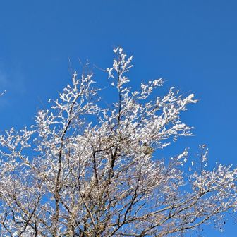 霧氷❄きれい‼️
太陽☀出るとはかなくとけてしまうわ