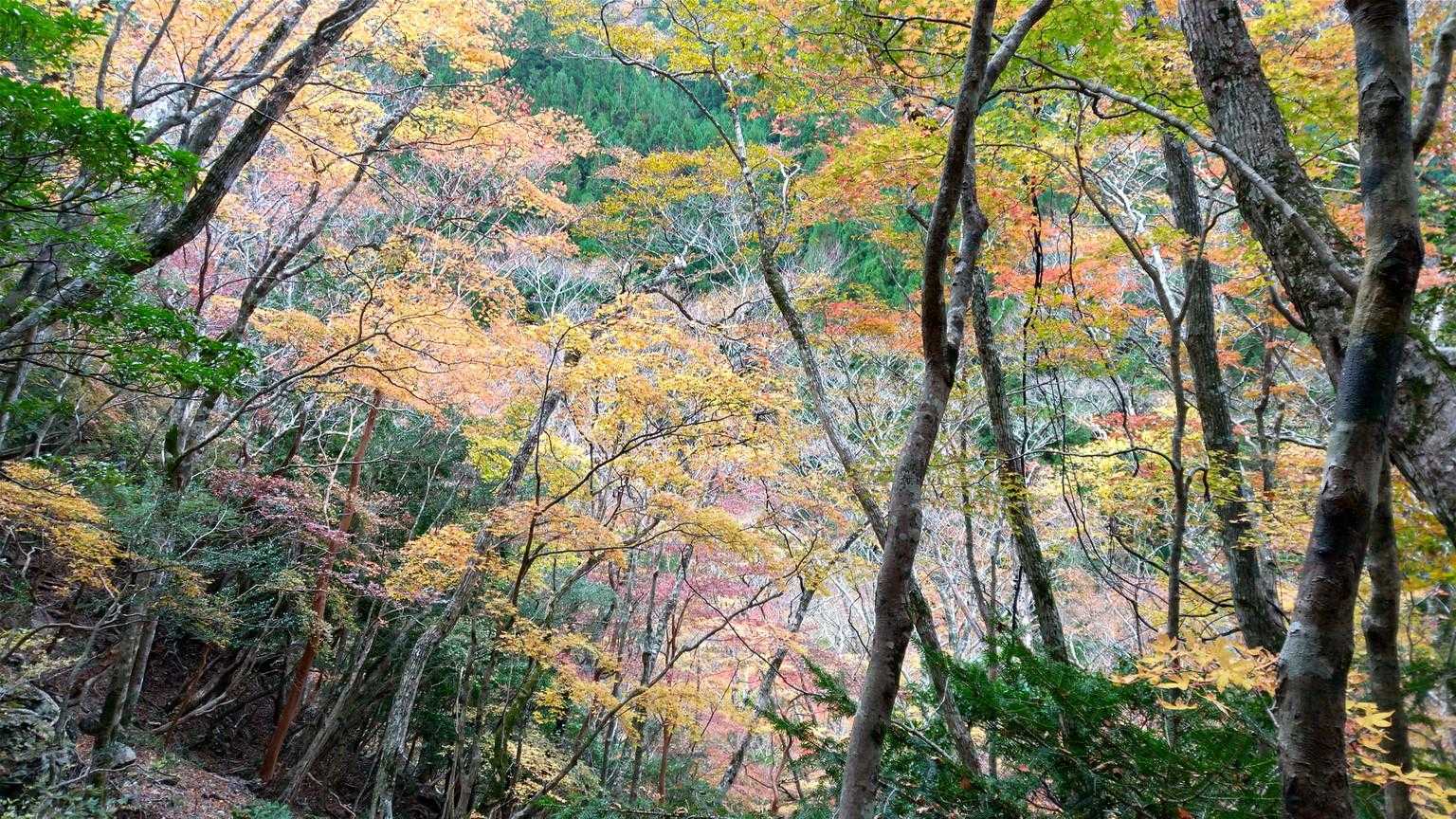 雲早山 周回コースの写真