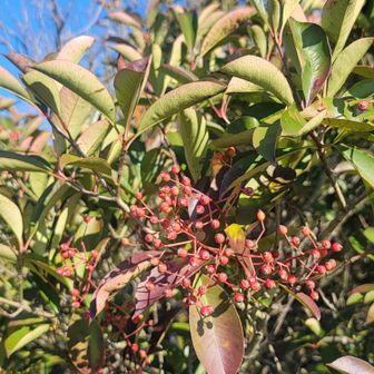 カナメモチ（実）