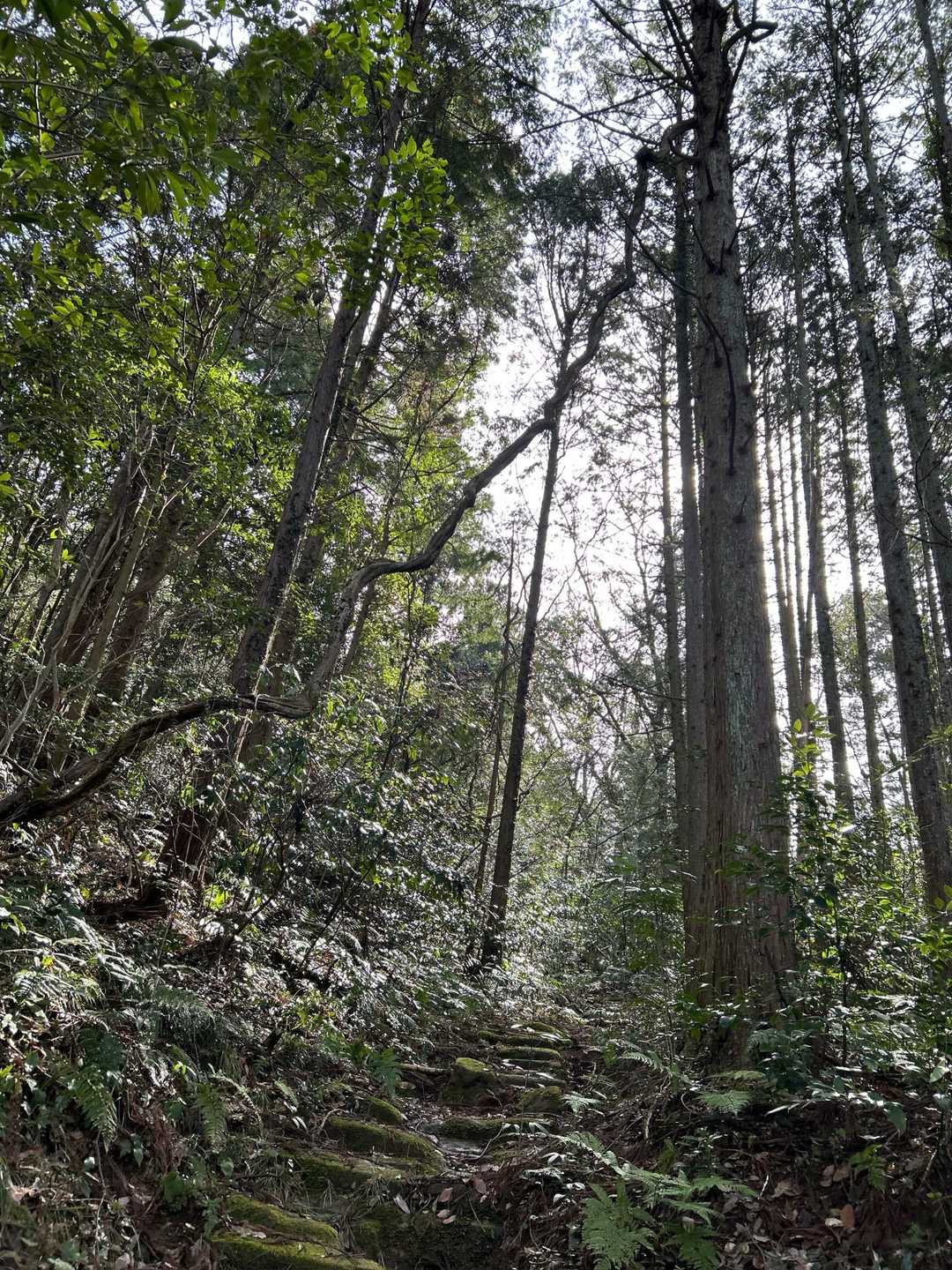 蜘蛛の巣🕸️もあるから
竹をゲット🎋
振り回しながら進む