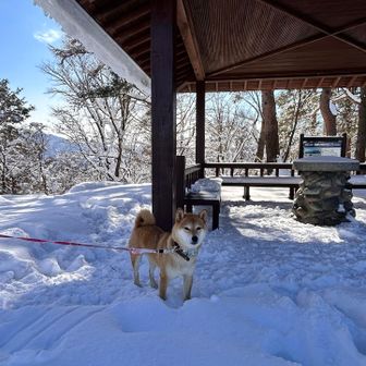 あお君だって。めんこい😍