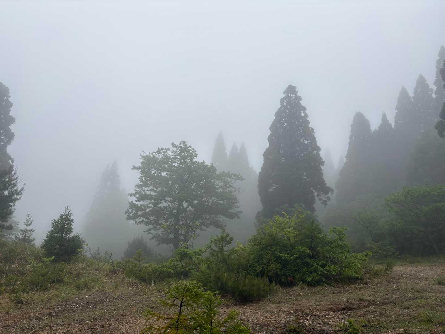 霧で幻想的🌫️
美味しいしじみの味噌汁をいただいてあったまりました😆🐚