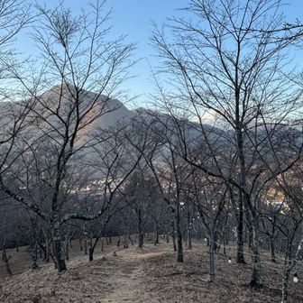 これ、全部桜の木。咲いたら綺麗だろうなぁ。
春になったら家族を連れて、また来たい！