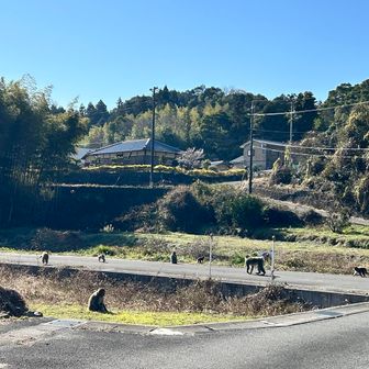お猿さんめっちゃおった😳