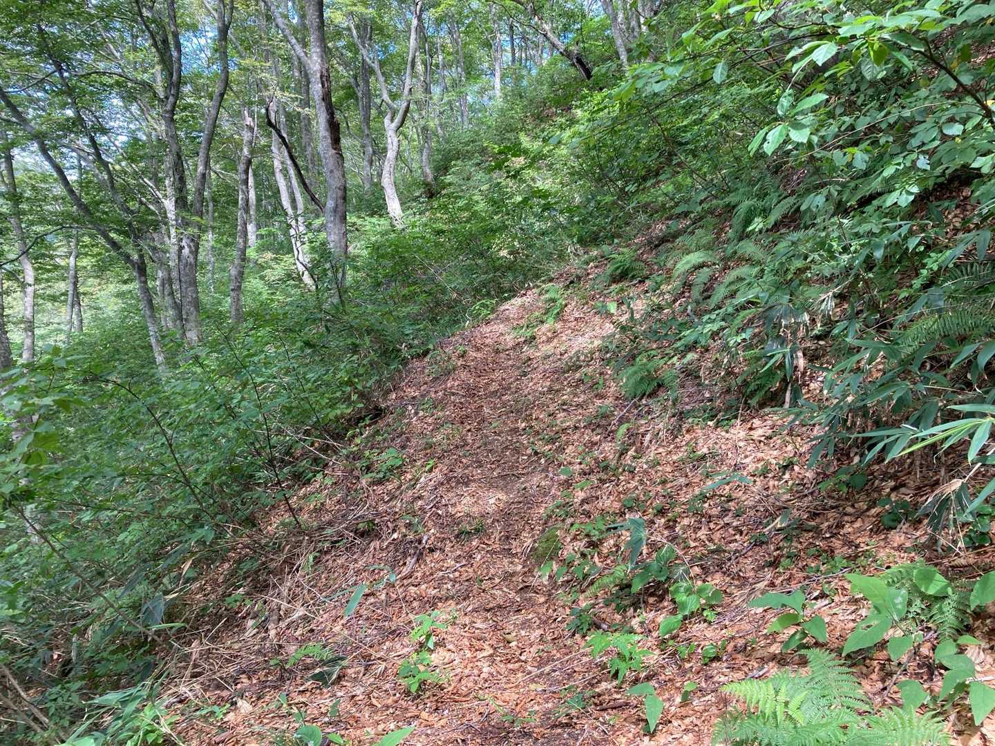 登山道を進む