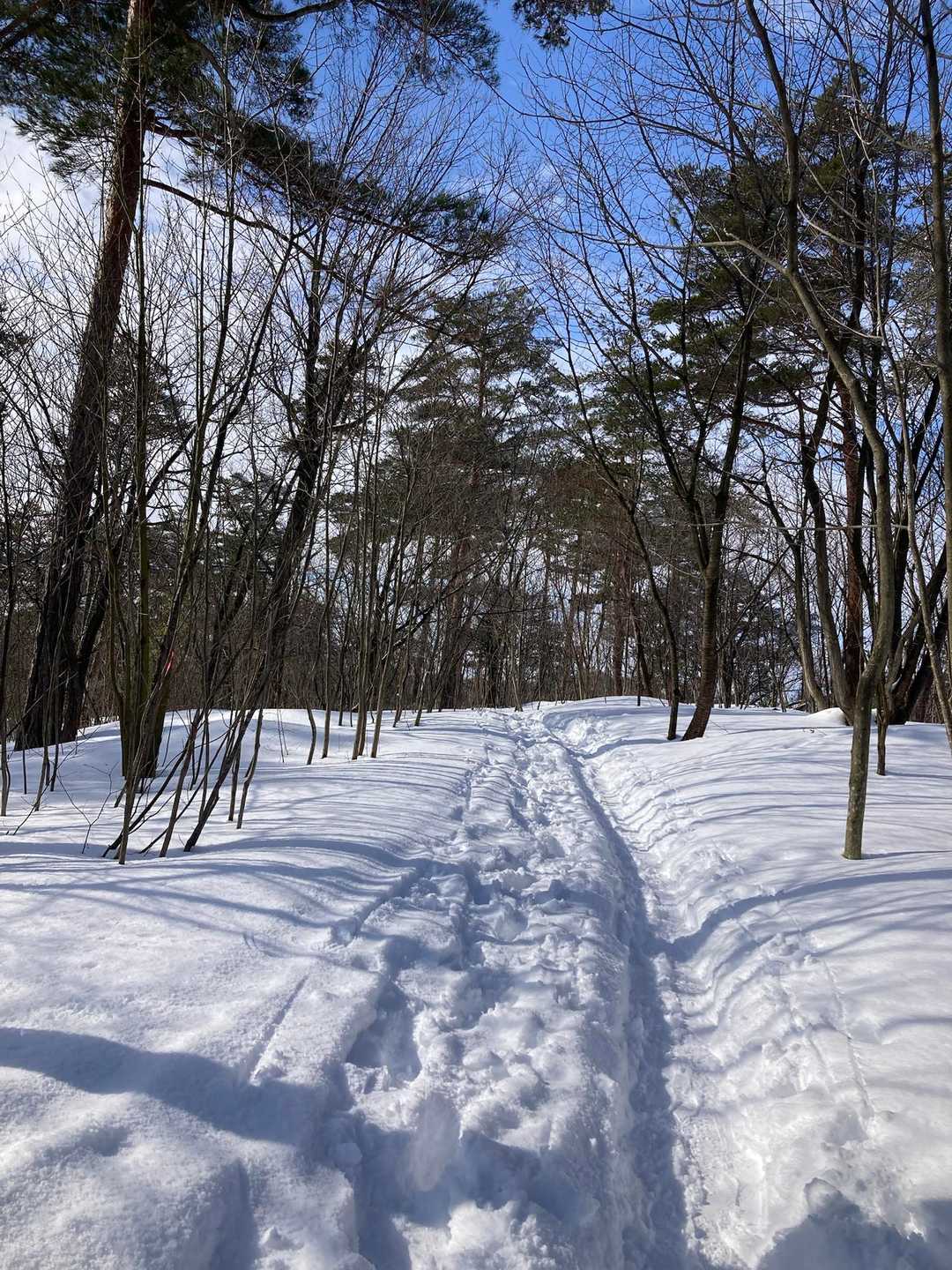 林の中のコースは踏み固められて歩き易いね👍