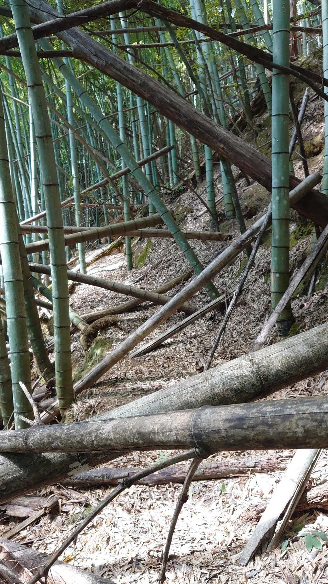 倒竹だらけ