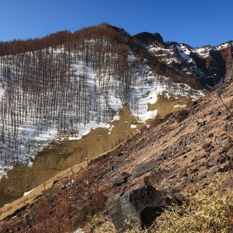 カラ松林がなんか綺麗