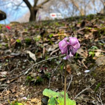 カタクリ群生地に群生無し🤣
どうしてしまったのか…😱？