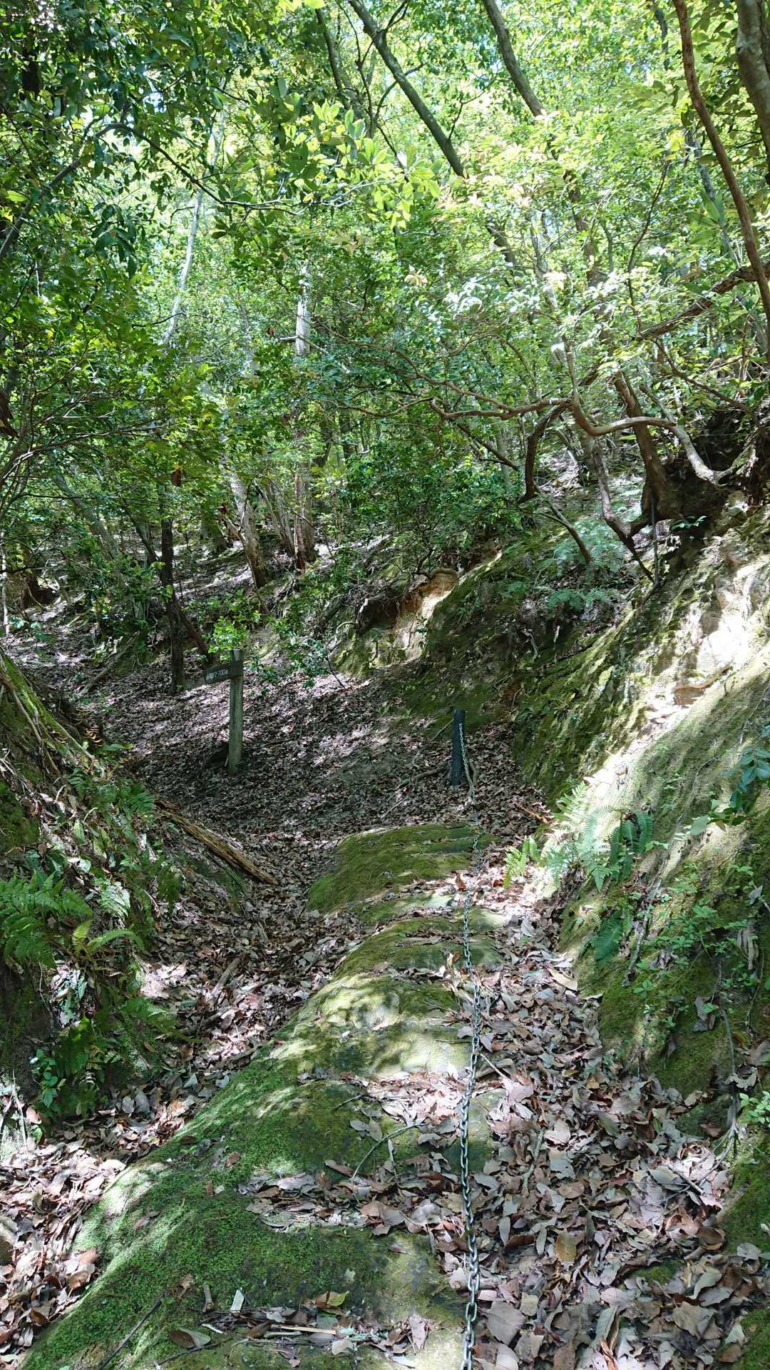 比婆山登山口-東家-比婆山 往復コースの写真