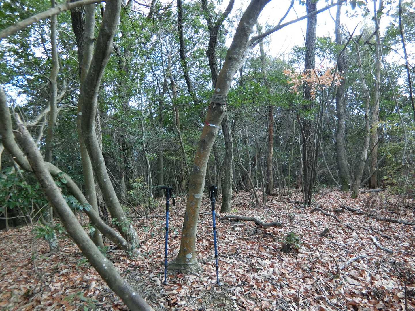 頂上には「善応寺山のプレートがあるだけ。