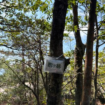 駒ヶ林　山頂⛰️