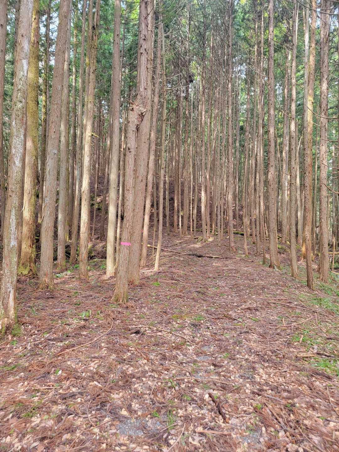 良い感じの道