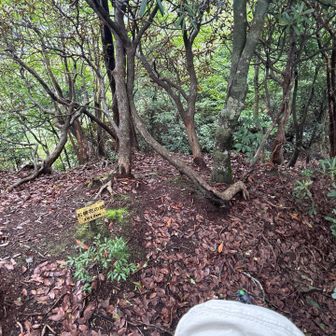 進むと
いきなり山頂でして
何もないです😅　標識だけで
