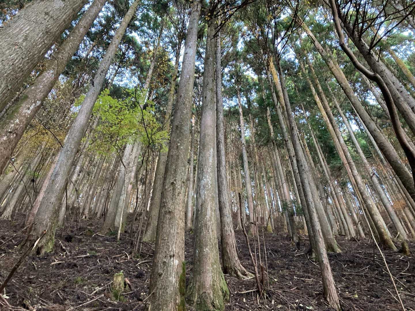 整備されています🍃