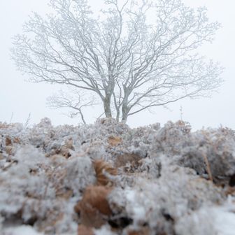 ついたー
シンボルツリーも霧氷は少しだけ🤏