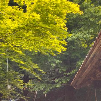 秋は紅葉きれいなんだろな