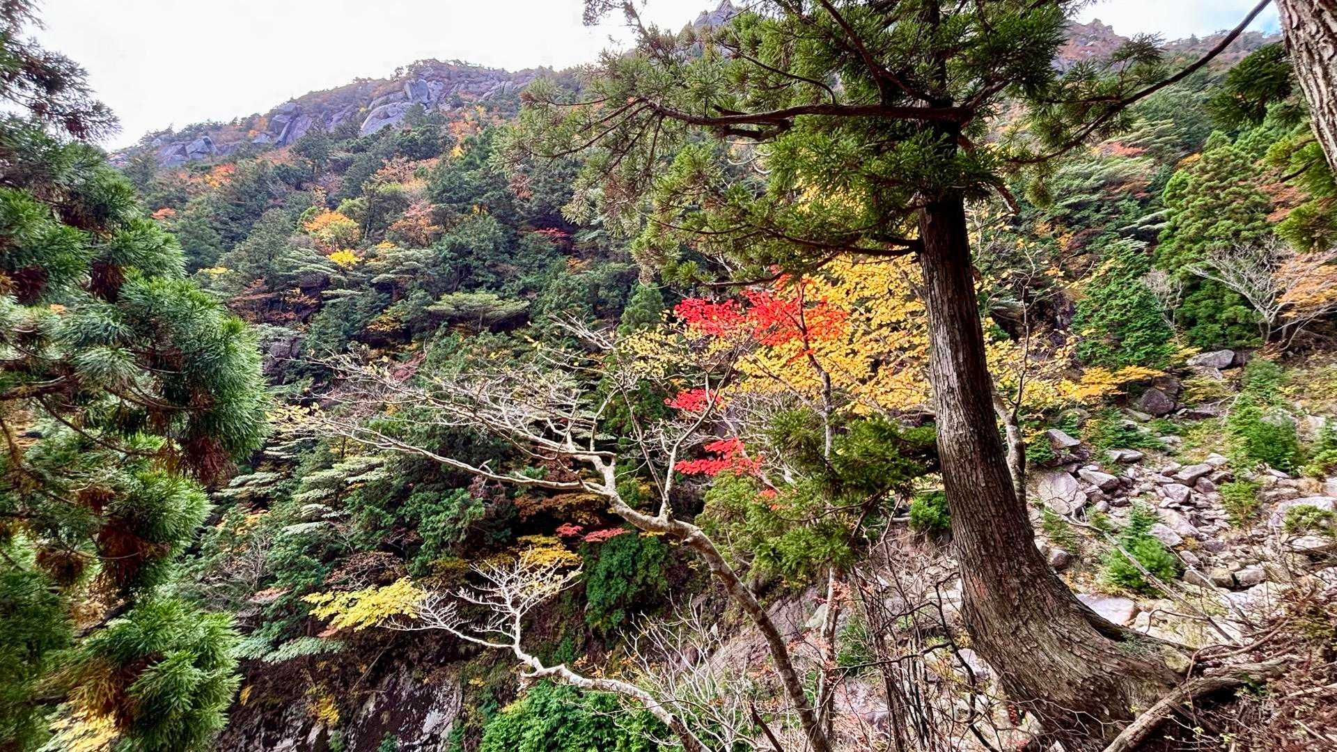 赤🔴と黄色🟡と緑🟢と山⛰️✨
真っ赤なもみじはとても綺麗