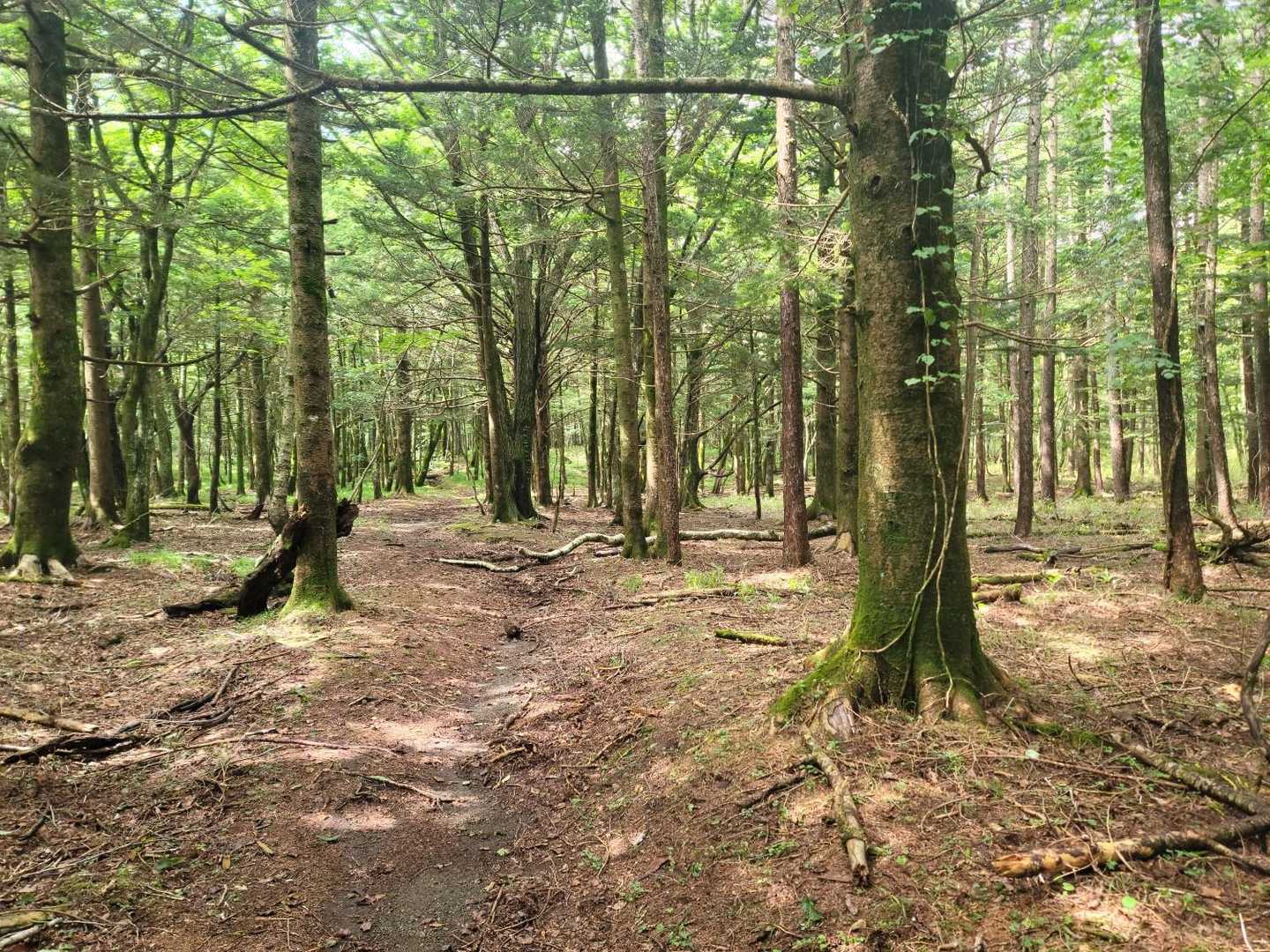 鬼が面山登山口-鬼が面山登山口-鬼が面山-中頭山 周回コースの写真