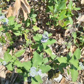 ダンギク(段菊)です、