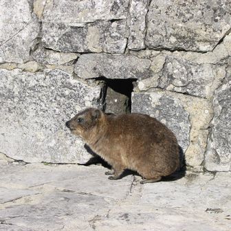 きままにゆるりと過ごし中