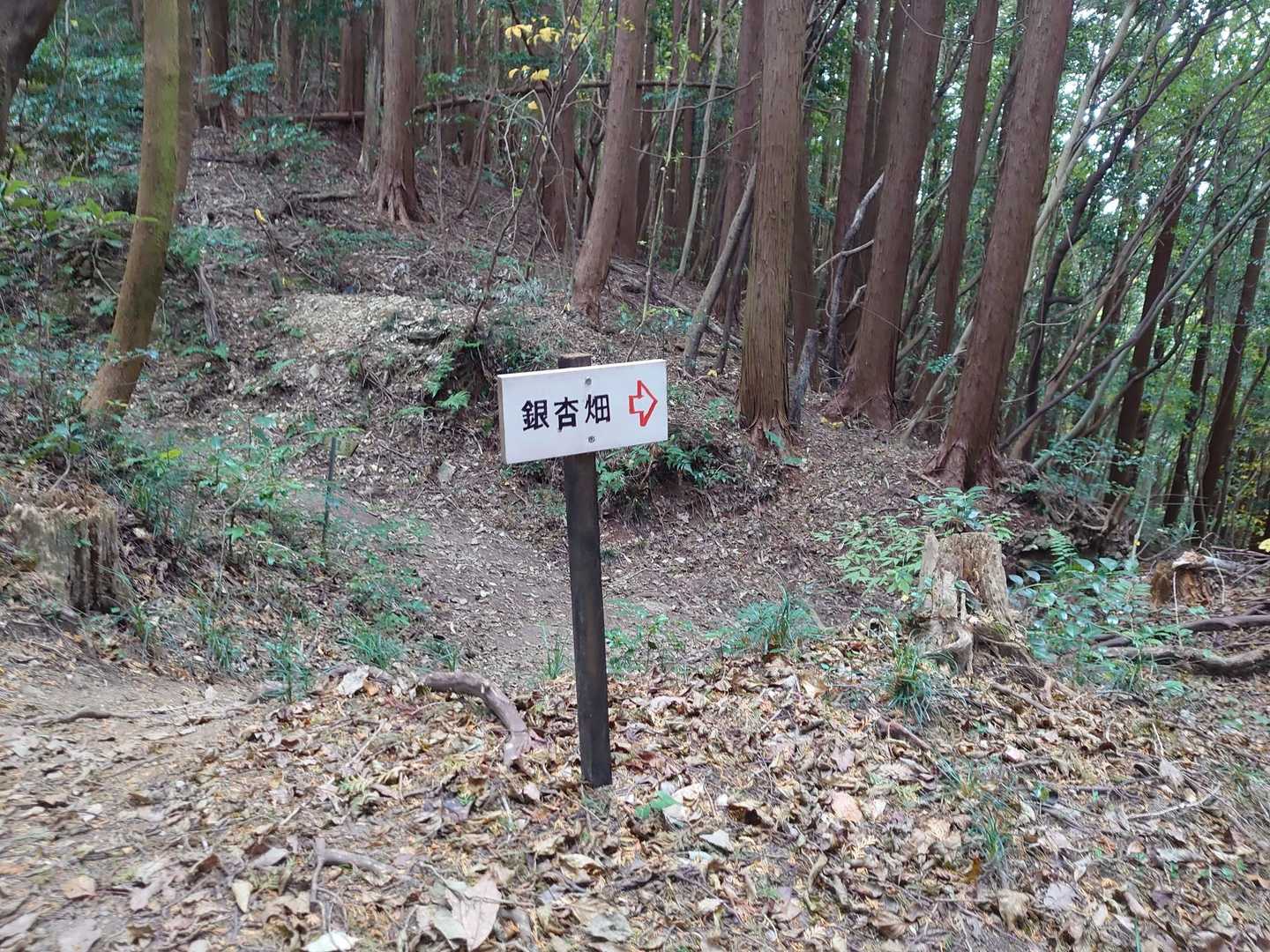 「明星山頂マデ５分」の案内板がある分岐まで来たら、すぐ左手に「銀杏畑⇒」の案内板があります。