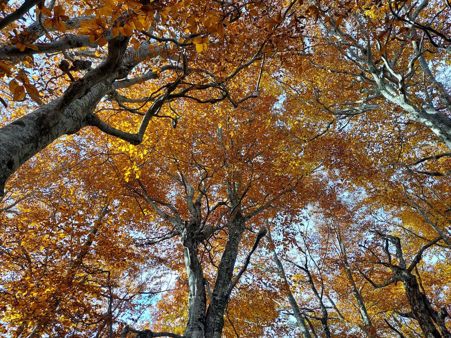 見上げても…🍁