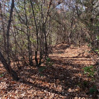 小平山へ
赤線ではないのでちょっとドキドキ