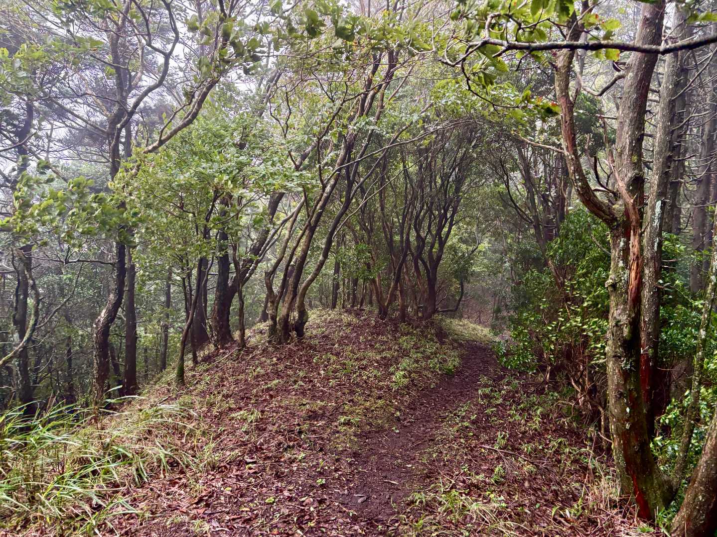 護王峠を越えてからの登りは、まじでキツかったです^^；