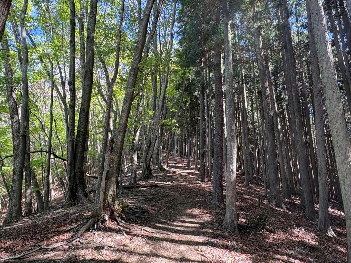 広葉樹ー針葉樹

できれば明るい山を歩きたい

