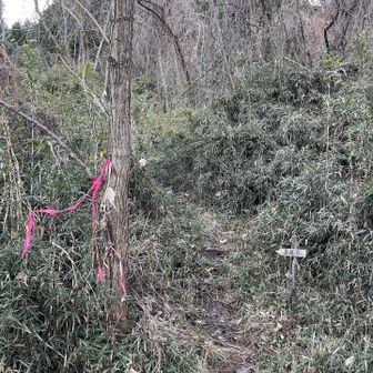 やっと登山口に