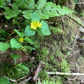 コナスビの花が愛らしく見える