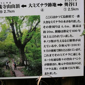 大ミズナラ跡地　🤔ふむふむ✨