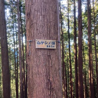 ムカシノ頭はカタイアタマ。ムケシノ頭はムケシアタマ👩‍🦲❓