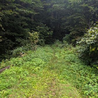 振り返るとここが分かれ目。
この橋(ポイント)より先は細くて車は入れない。