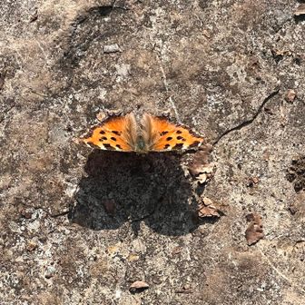チョウが数羽暴れてました