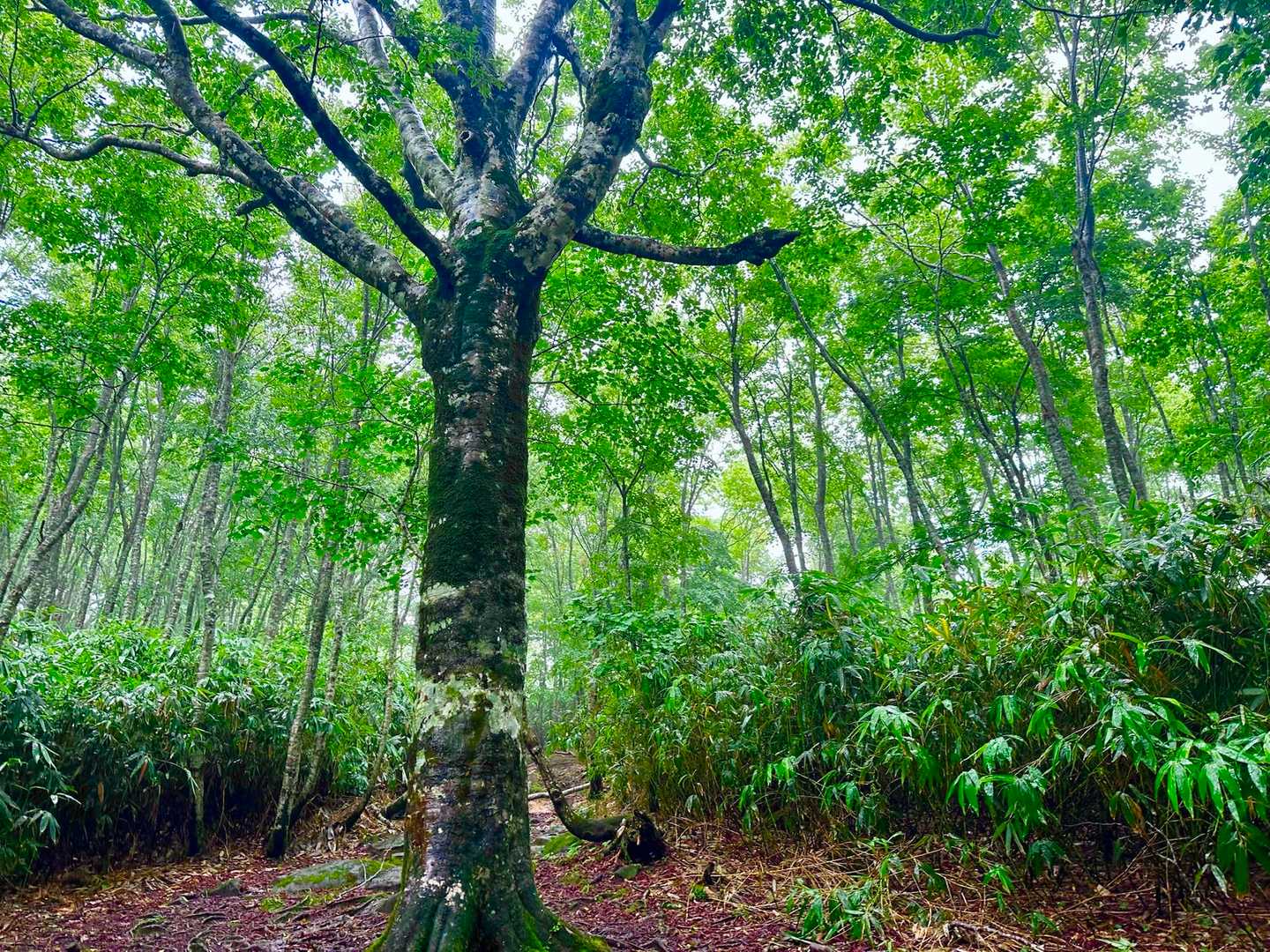 再びブナ林を進みます🌳🫧

ちょっと薄霧かかるのも、
「神秘の森」っぽくて、いい感じです🍃