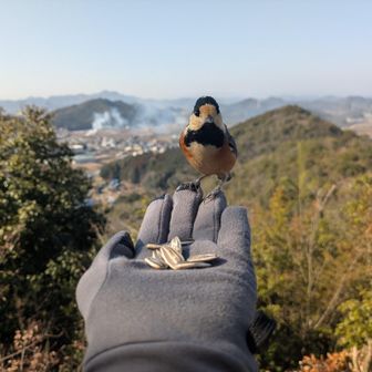 ヤマガラちゃん🌟
会いたかったよ😍