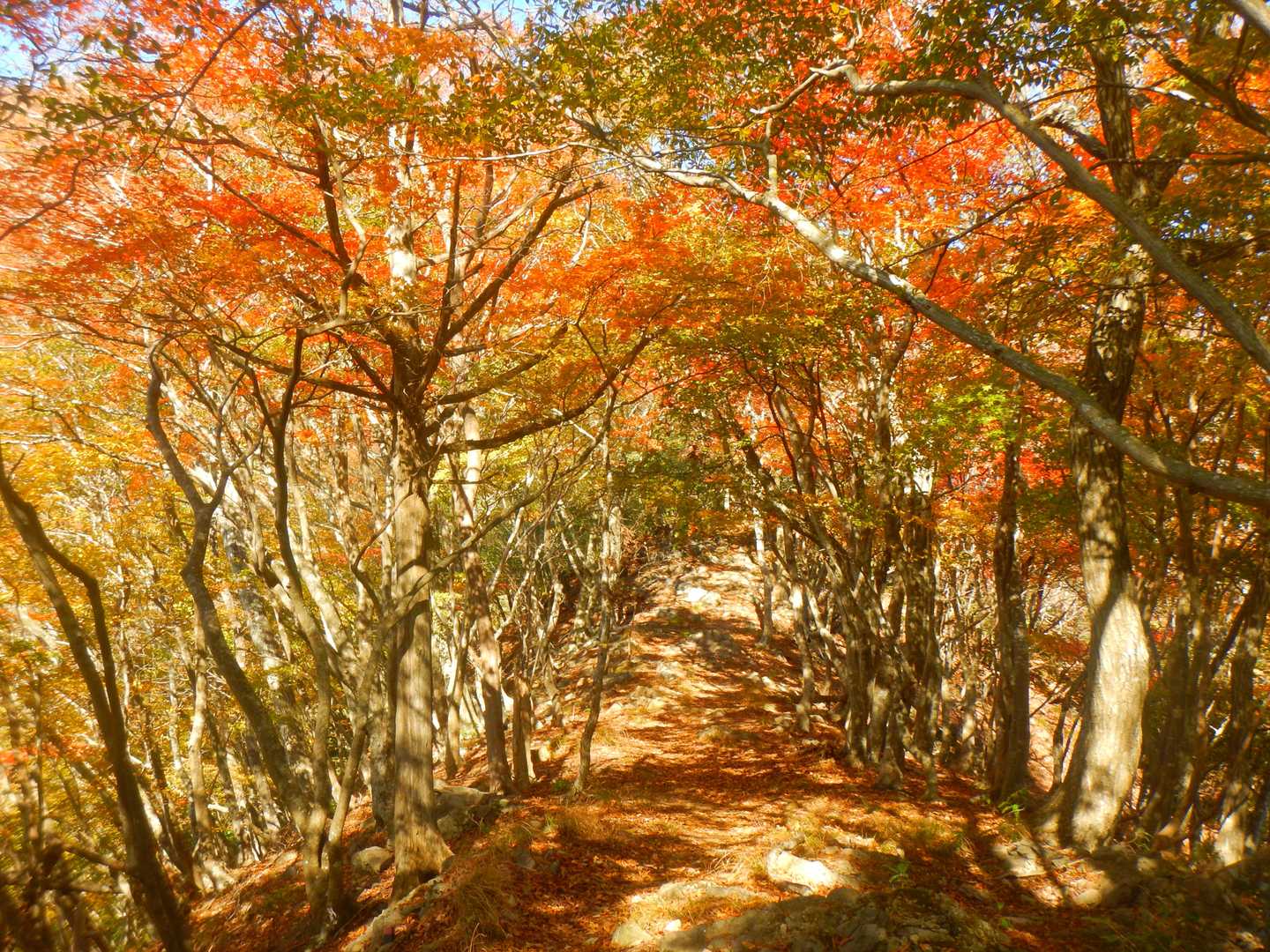 紅葉のプロムナード