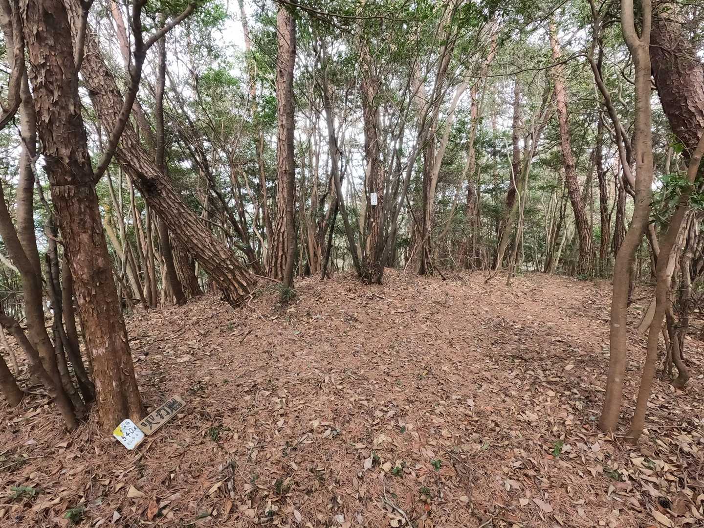 火打岩山頂
「どこかに山頂標識があるはず🤔」