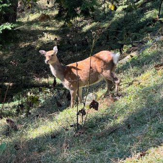 鹿に遭遇🦌