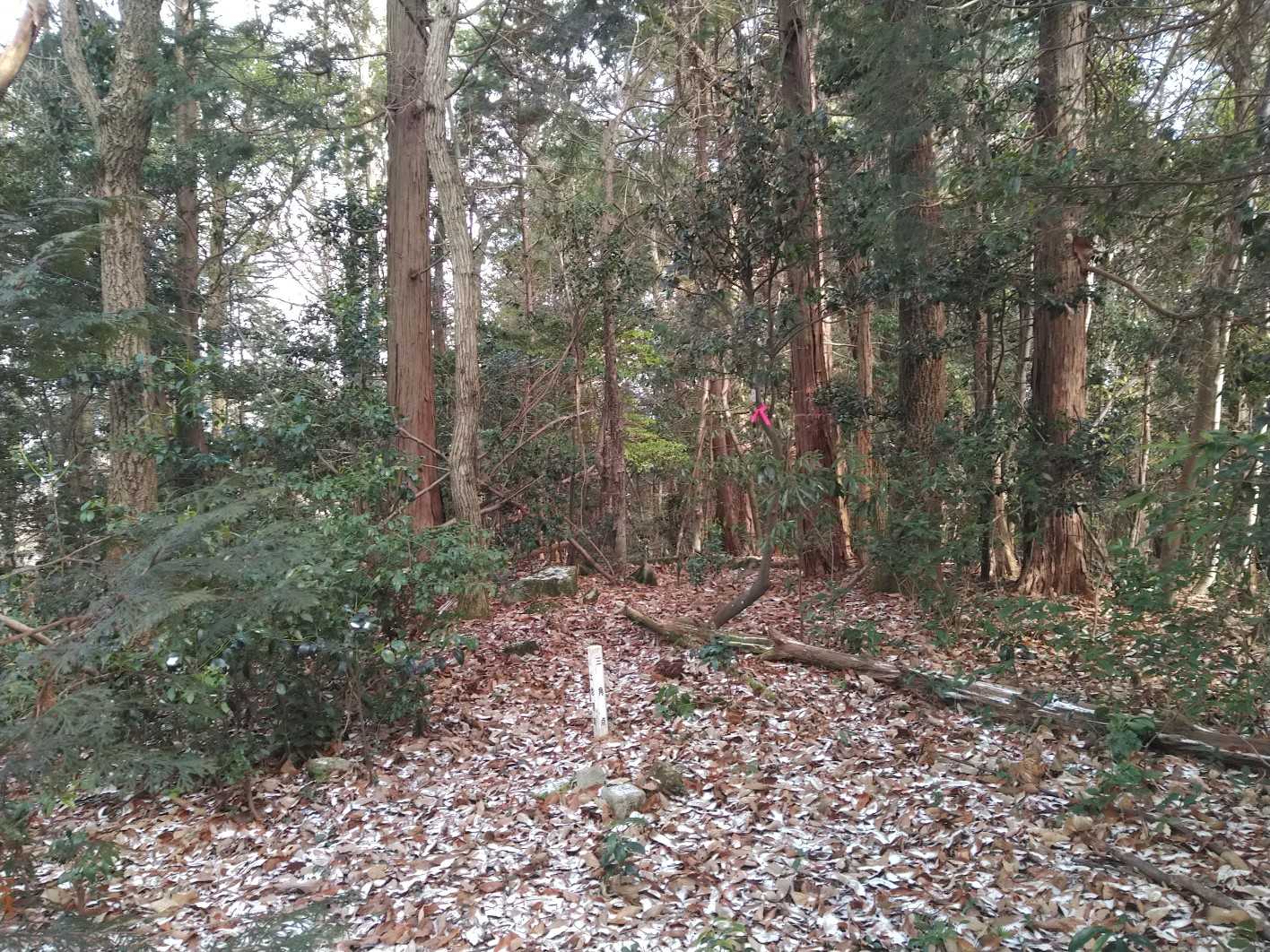 30_大積山のレポは極端に少ないので心配だったが、意外とあっさりピークに着いたもよう🎵