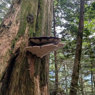 この登山で見た一番大きなキノコ🍄。